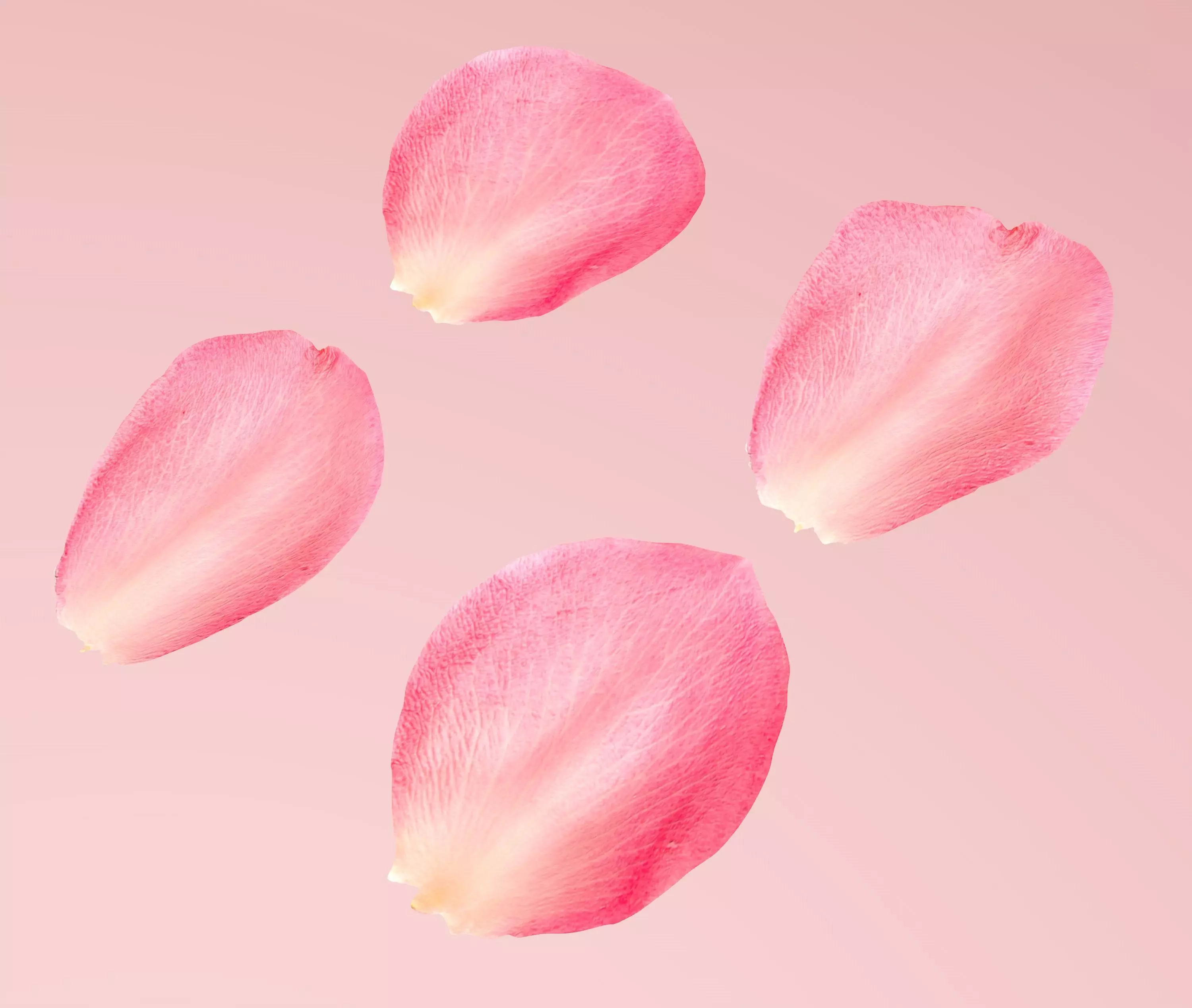 Petals pack 3D model_0