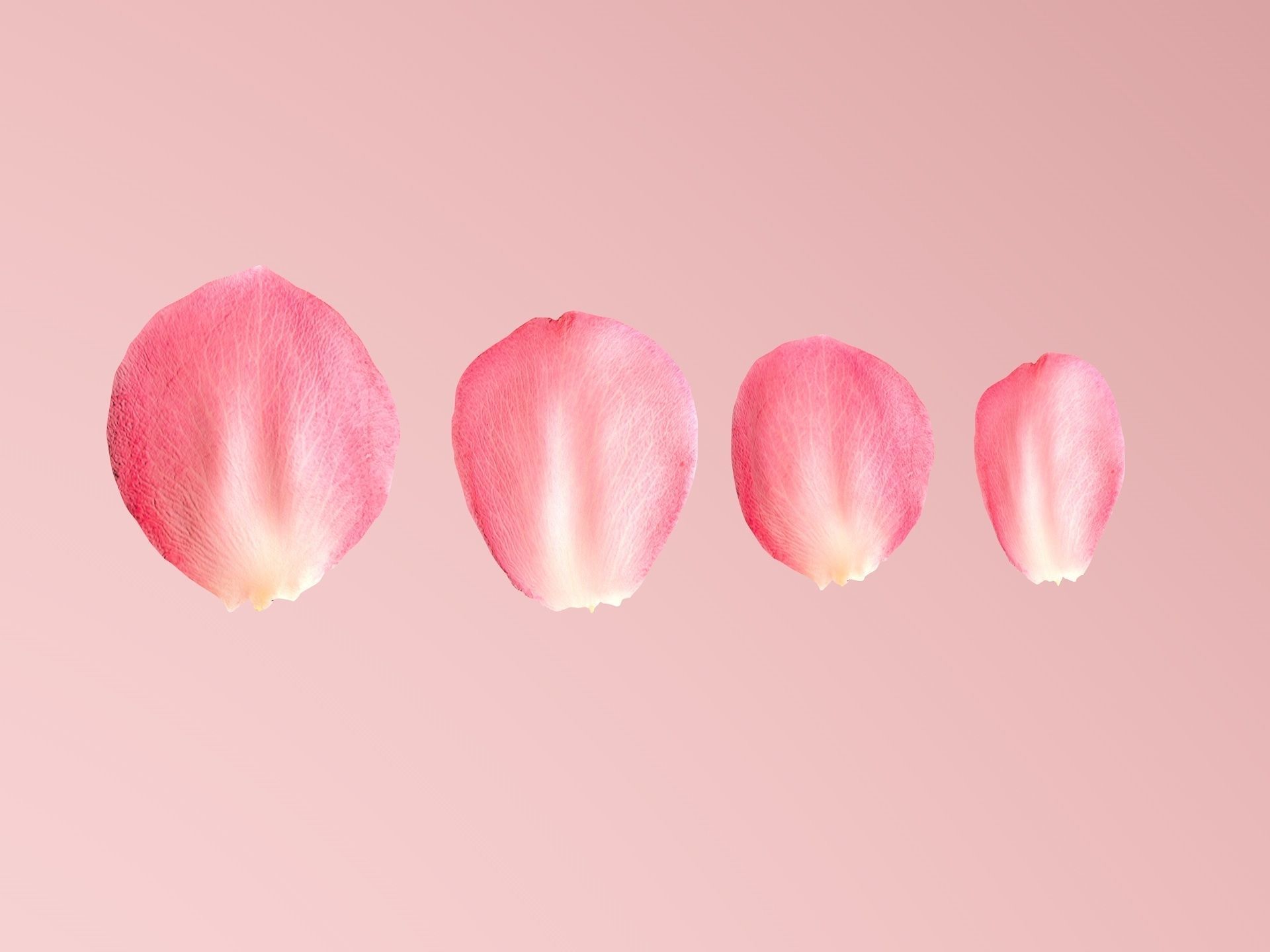 Petals pack 3D model_3