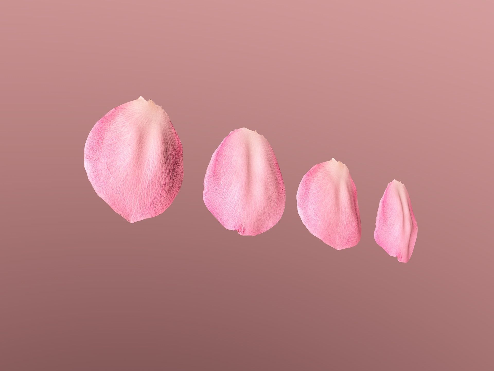 Petals pack 3D model_6