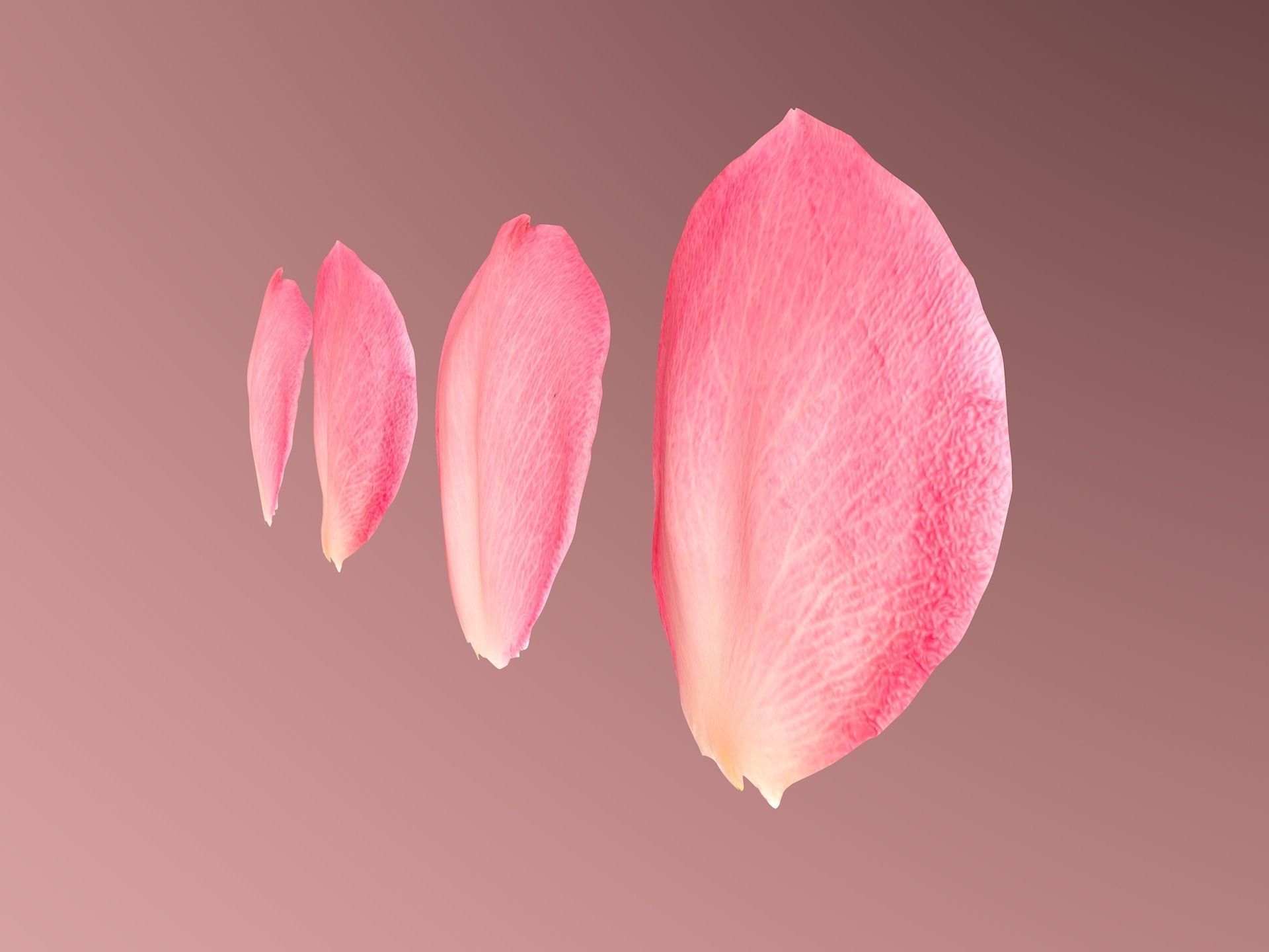 Petals pack 3D model_4