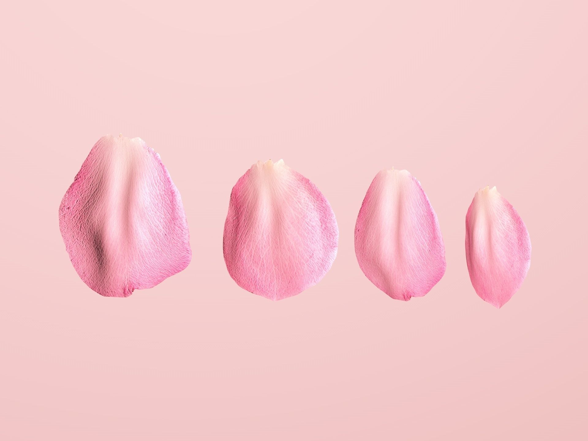 Petals pack 3D model_5