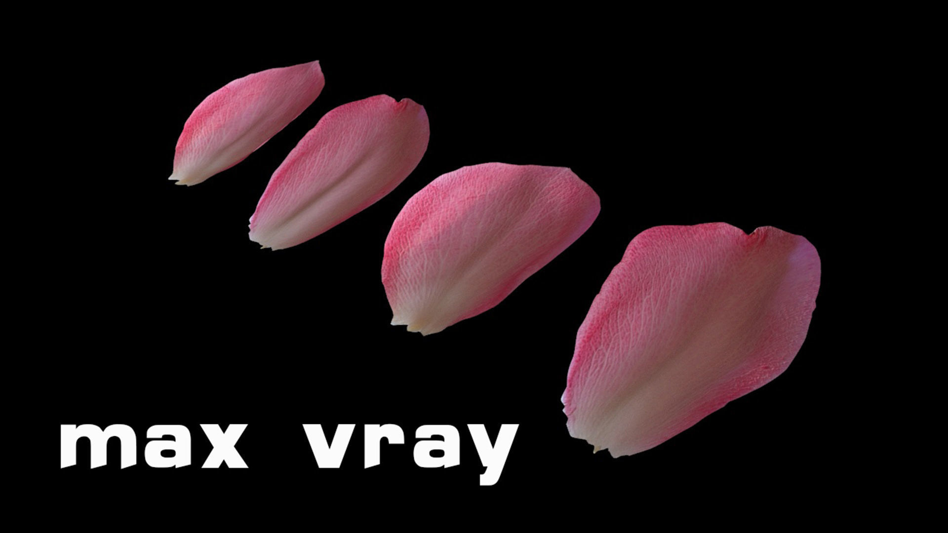 Petals pack 3D model_9