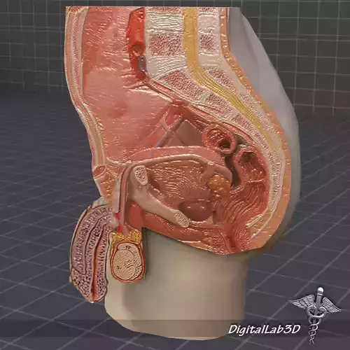 Male Pelvis 3D model