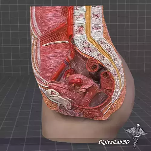 Low poly Female Pelvis 3D model