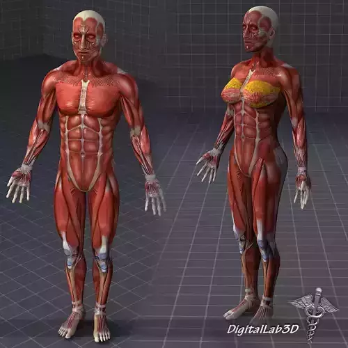 Collection - Human Male and Female Muscular System 3D model