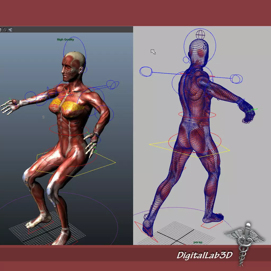 Collection Rigged - Male and Female Muscular System 3D model_0