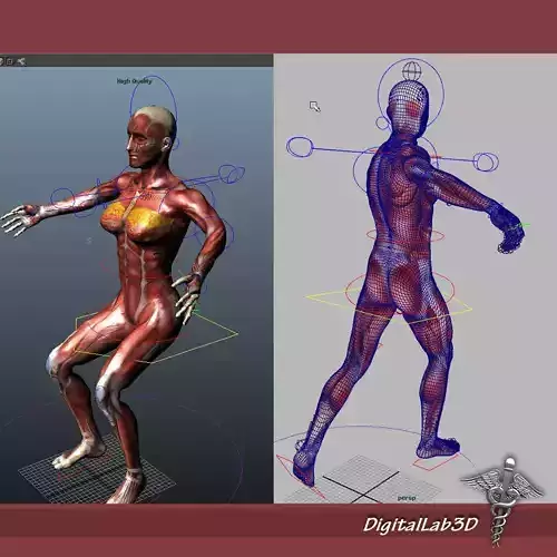 Collection Rigged - Male and Female Muscular System 3D model