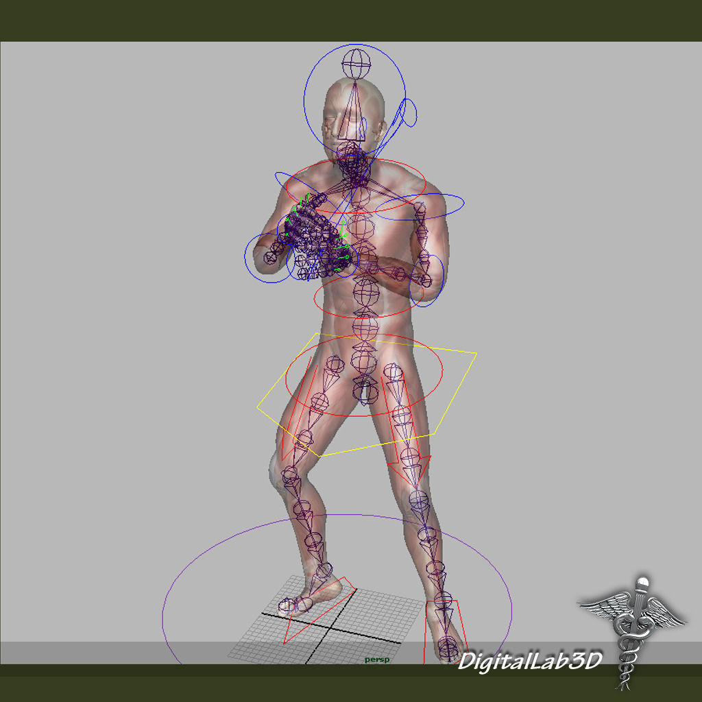 Collection Rigged - Male and Female Muscular System 3D model_14