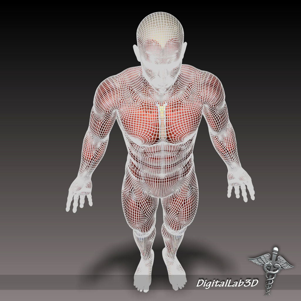 Collection Rigged - Male and Female Muscular System 3D model_20
