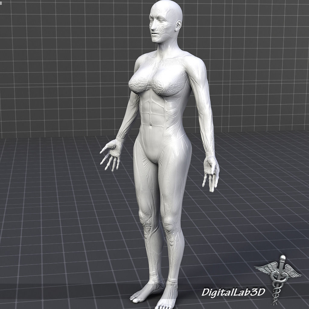 Collection Rigged - Male and Female Muscular System 3D model_7