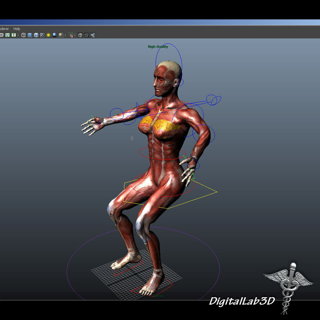 Collection Rigged - Male and Female Muscular System 3D model_3