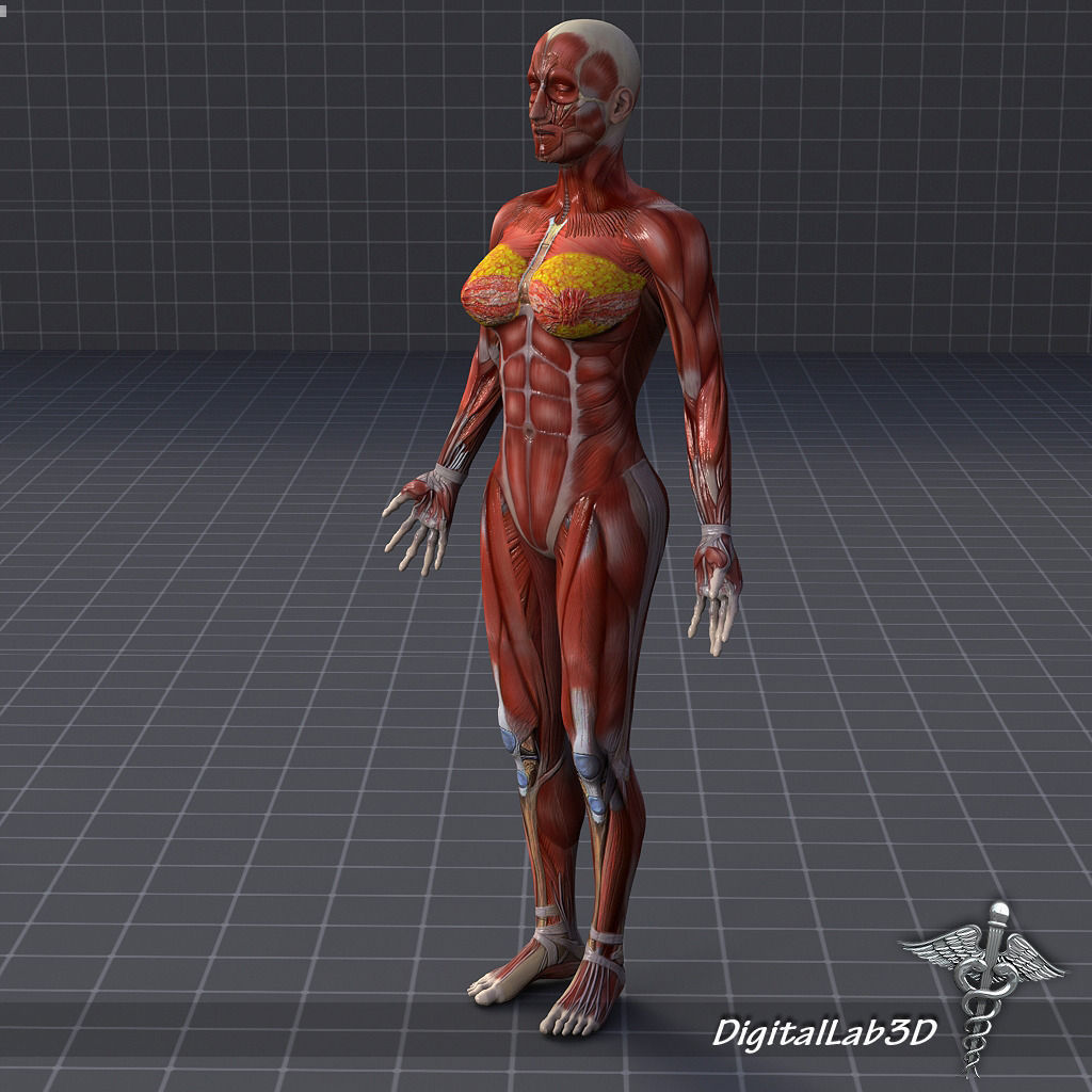 Collection Rigged - Male and Female Muscular System 3D model_22