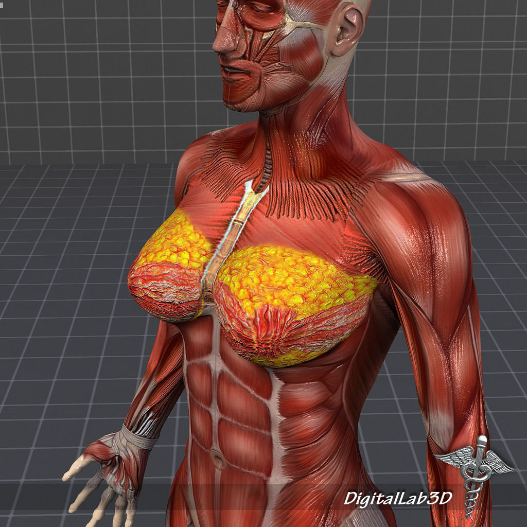 Collection Rigged - Male and Female Muscular System 3D model_8