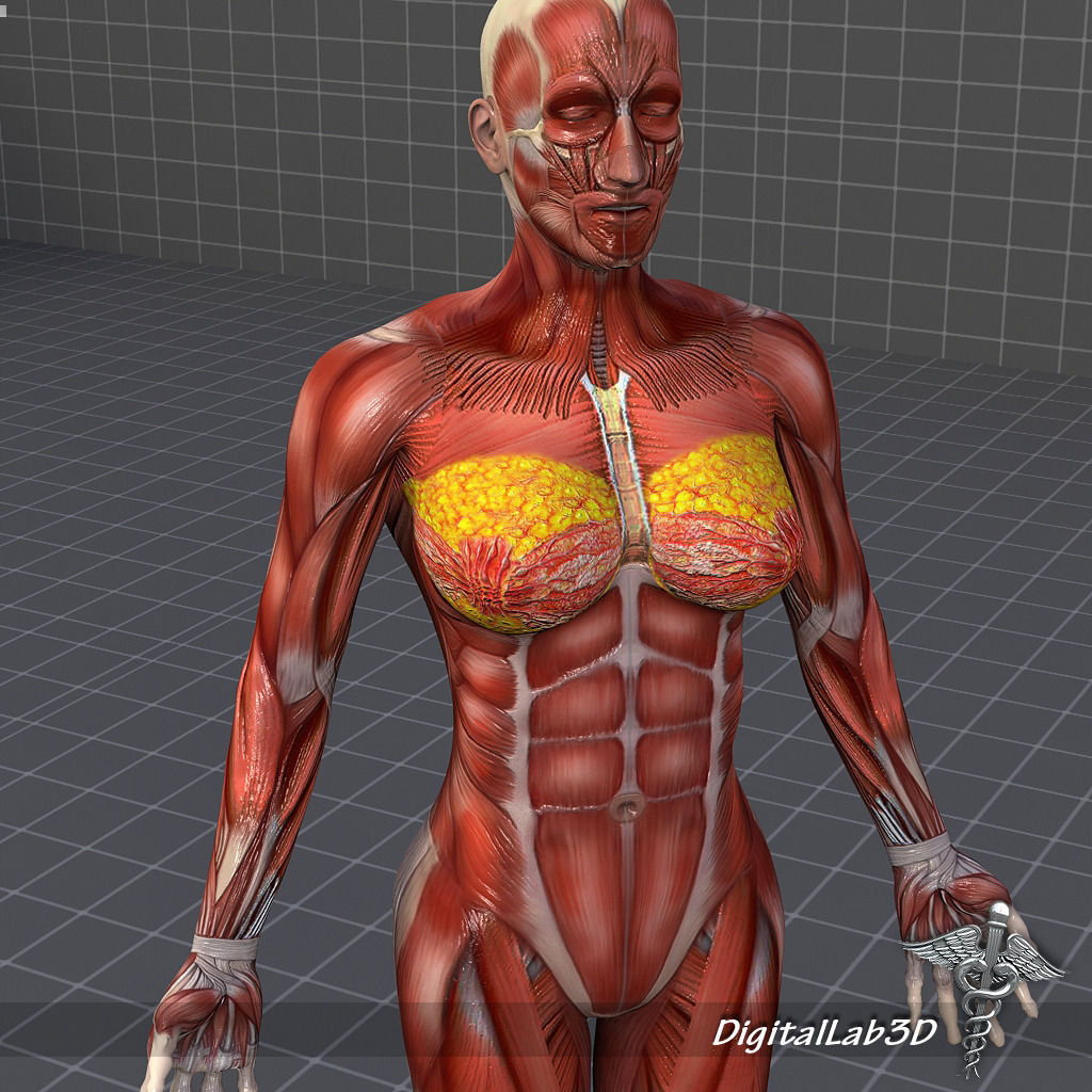 Collection Rigged - Male and Female Muscular System 3D model_6