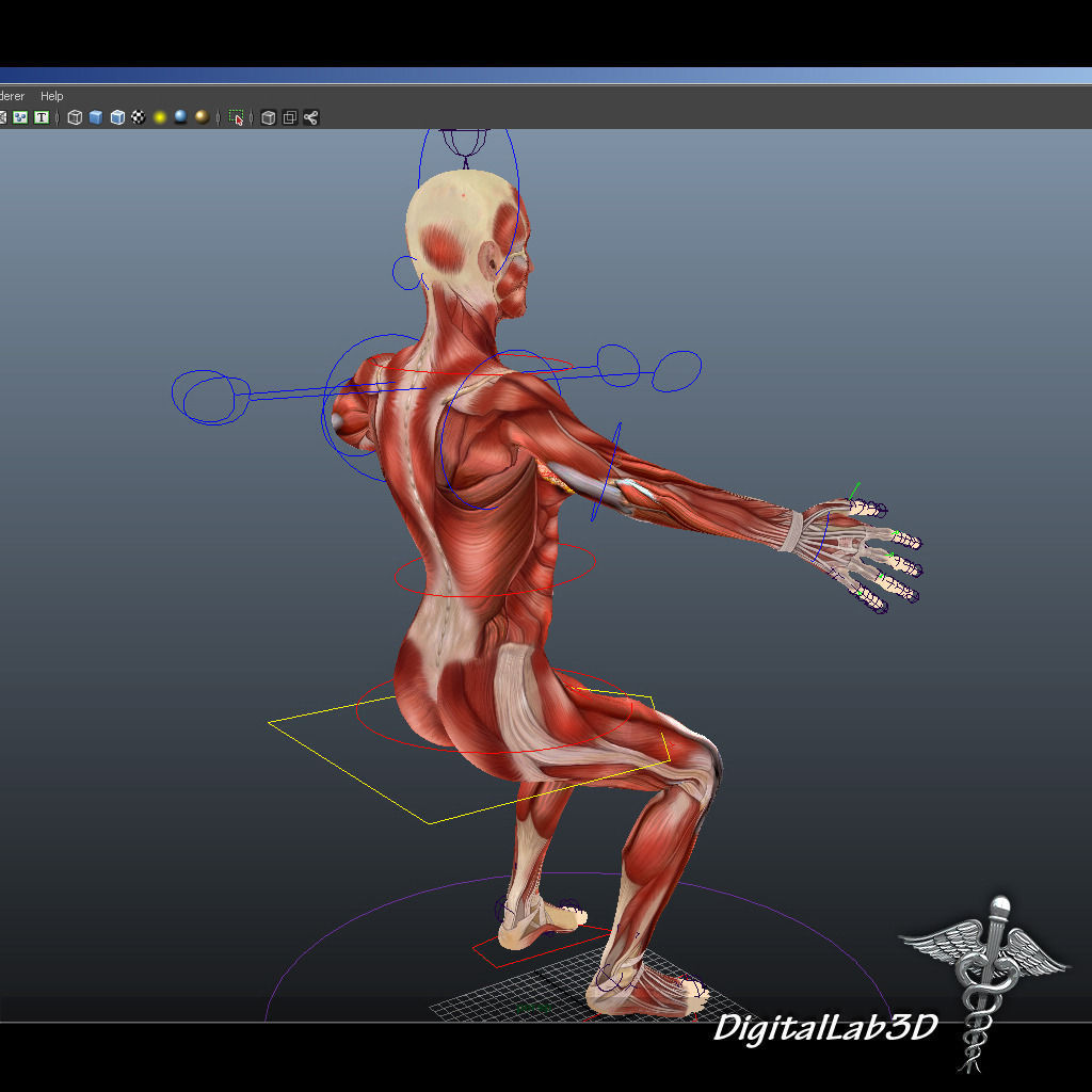 Collection Rigged - Male and Female Muscular System 3D model_21