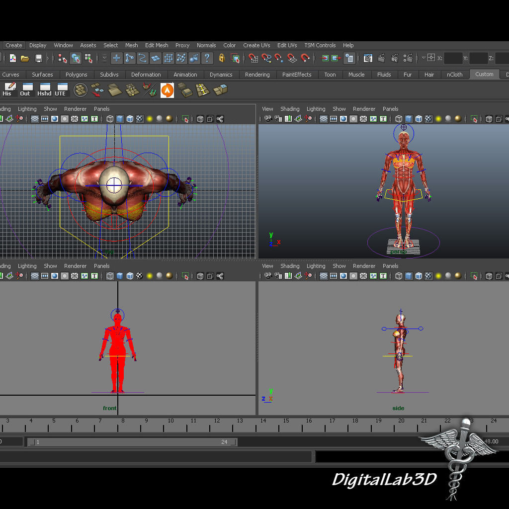 Collection Rigged - Male and Female Muscular System 3D model_4