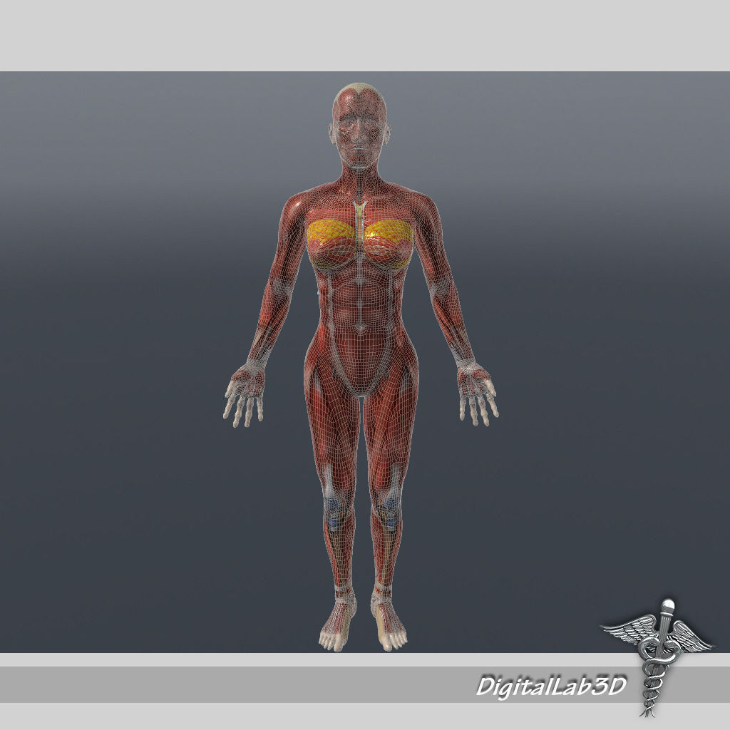 Collection Rigged - Male and Female Muscular System 3D model_5