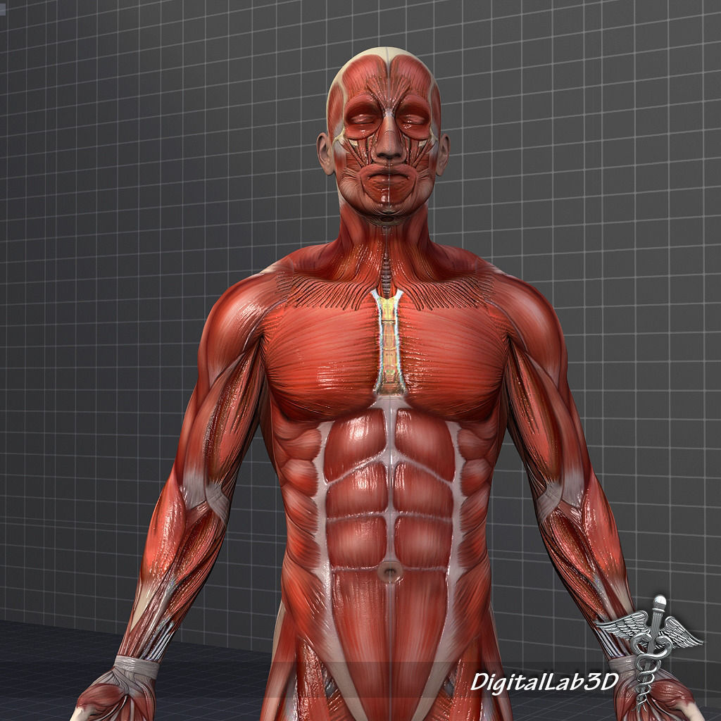 Collection Rigged - Male and Female Muscular System 3D model_11