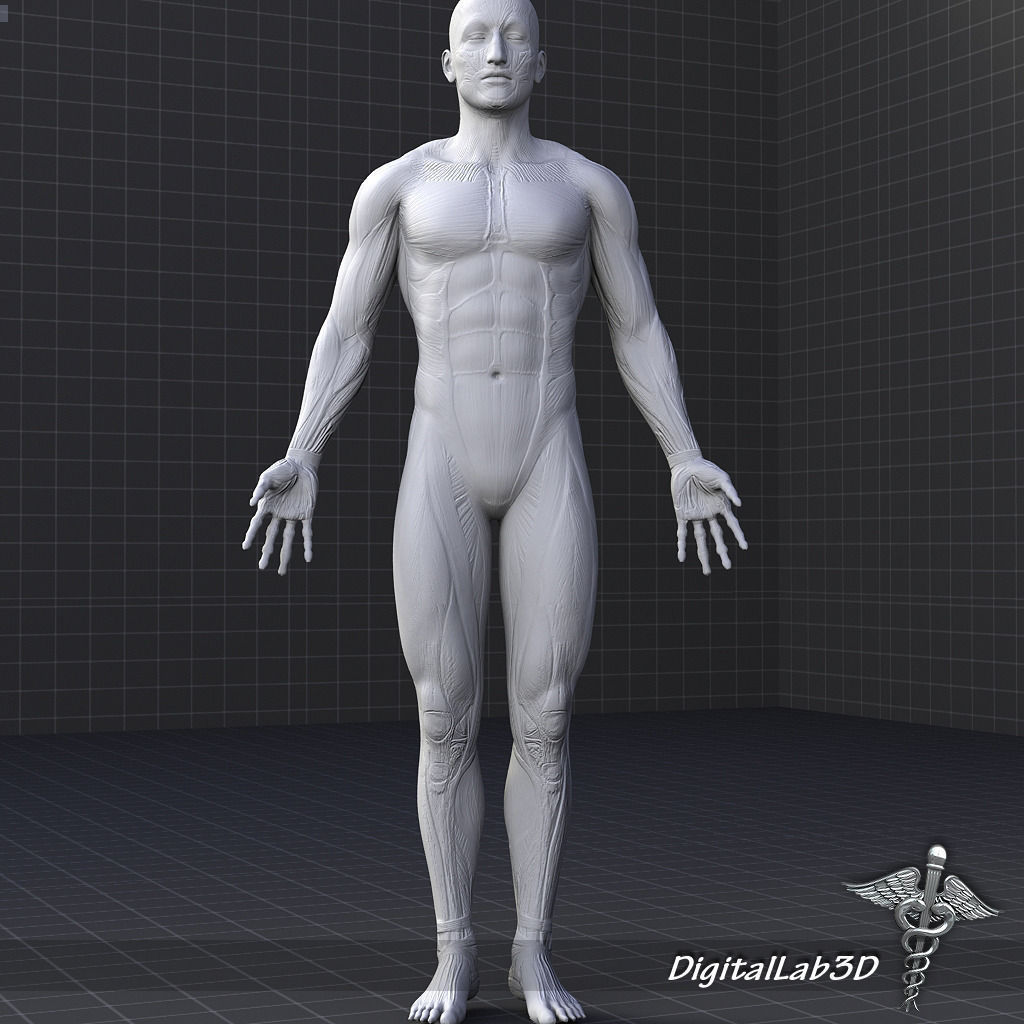 Collection Rigged - Male and Female Muscular System 3D model_19