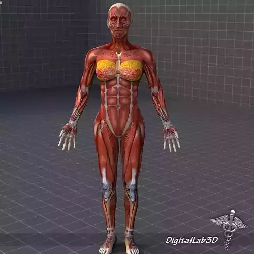 Human Female Muscular System 3D model