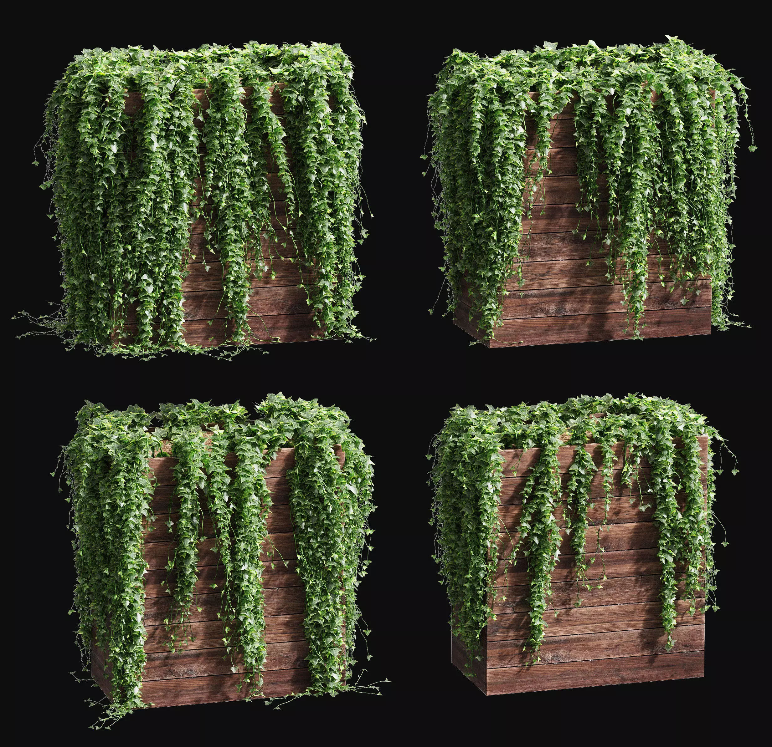 Ivy in tubs - a set of 4 models 3D model_0