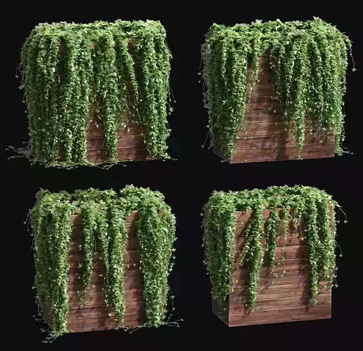 Ivy in tubs - a set of 4 models