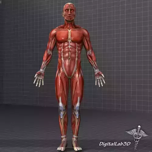 Human Male Muscular System 3D model