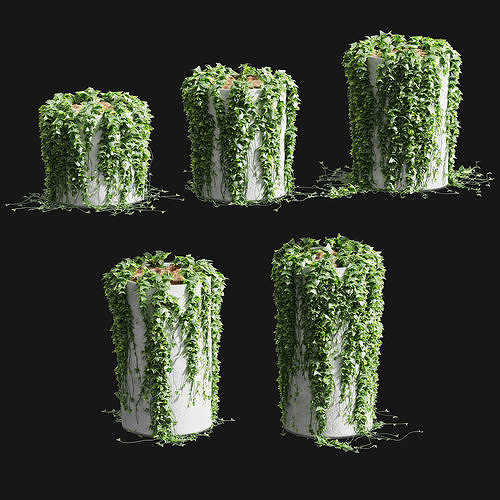 Ivy in round tubs 3D model