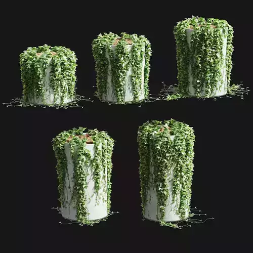 Ivy in round tubs 3D model