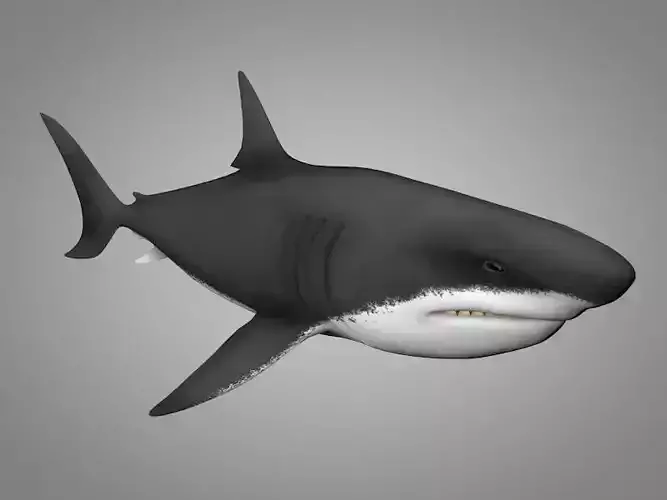 Shark killer whale Low-poly 3D model