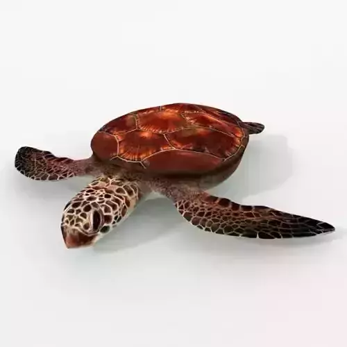 Green Turtle Low-poly 3D model