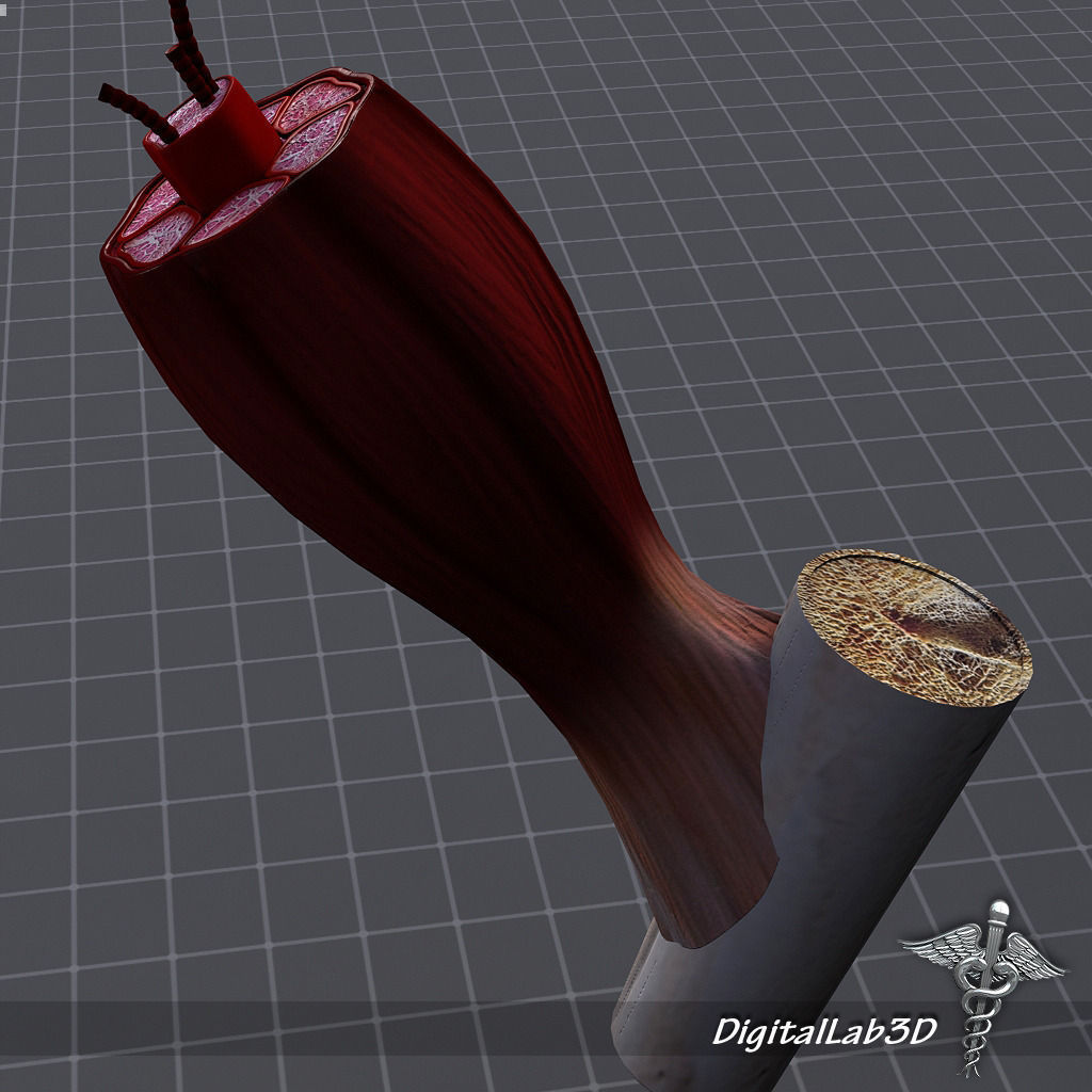 Muscle Tissue 3D model_2