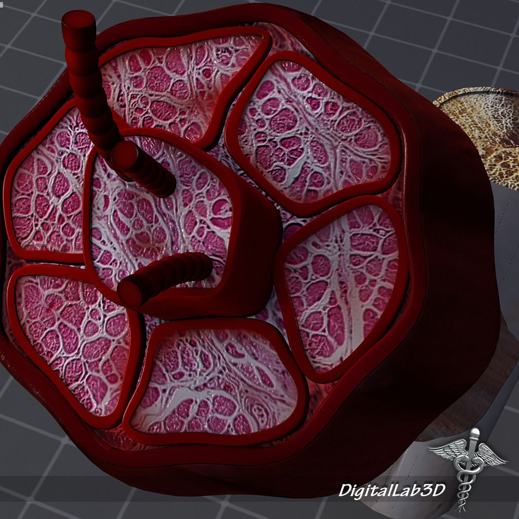 Muscle Tissue 3D model_5