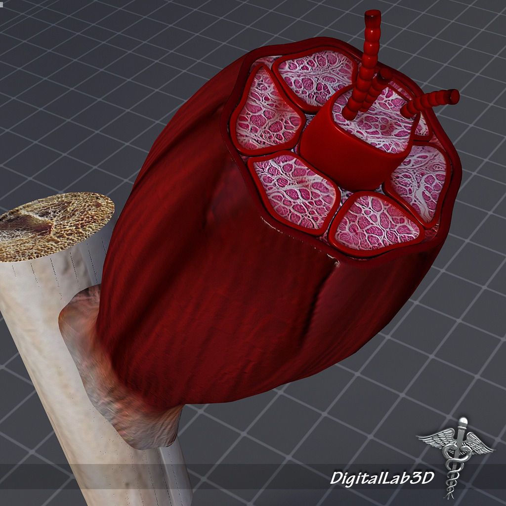 Muscle Tissue 3D model_6