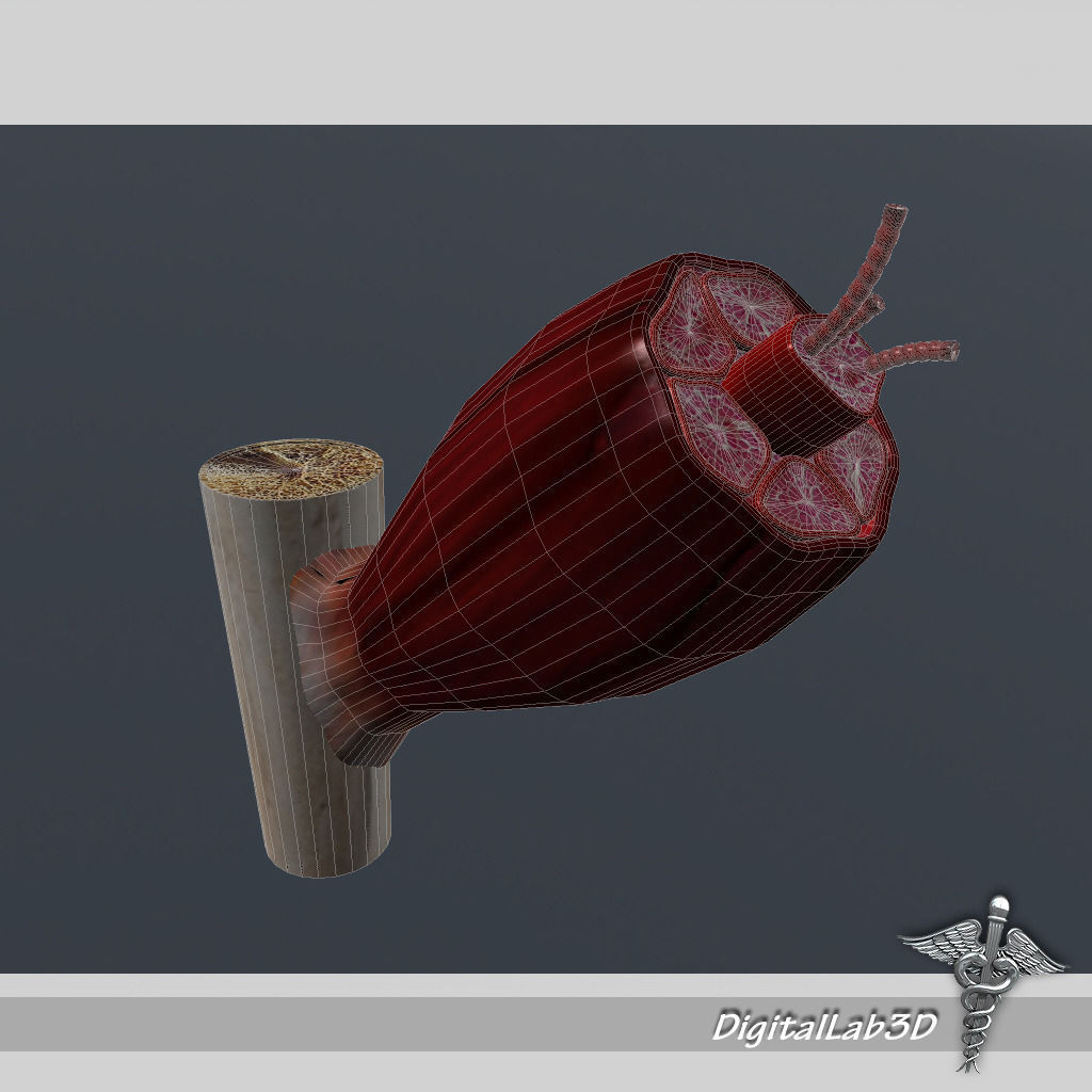 Muscle Tissue 3D model_1