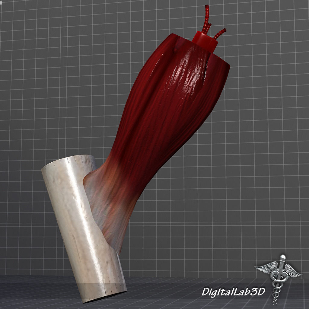 Muscle Tissue 3D model_4