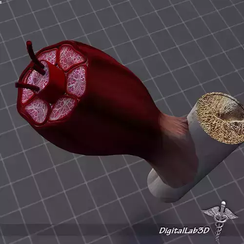 Muscle Tissue 3D model