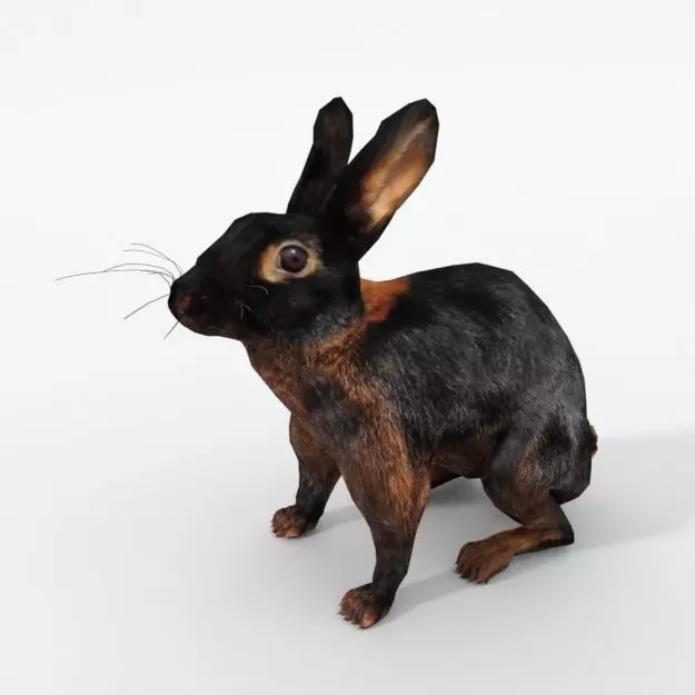 Tan Rabbit Low-poly 3D model_0