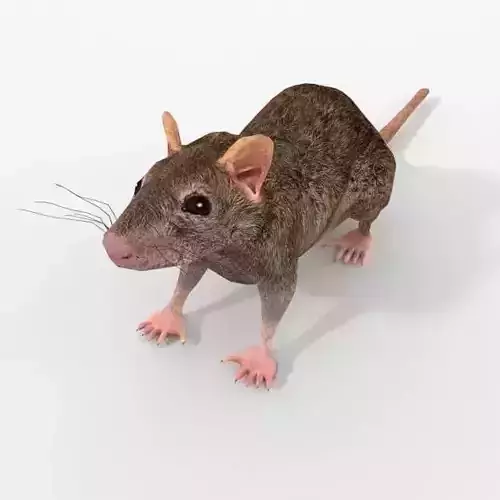 Rat Animal