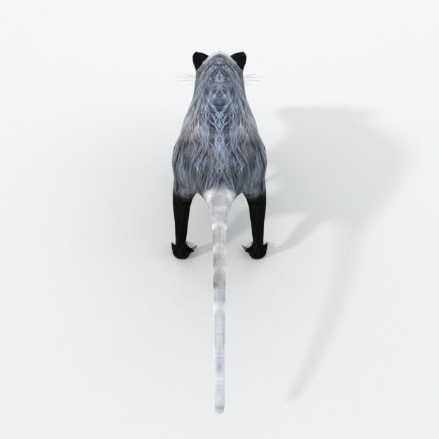 Opossum Low-poly 3D model_1