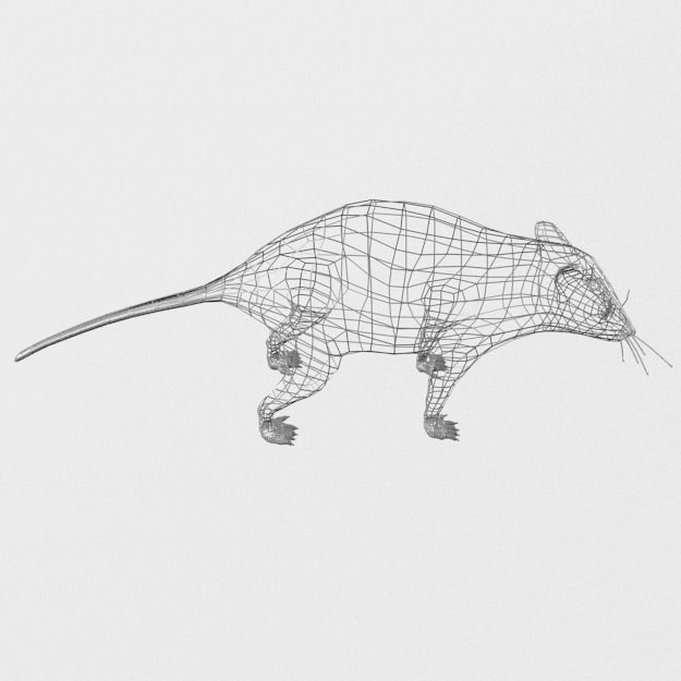 Opossum Low-poly 3D model_7