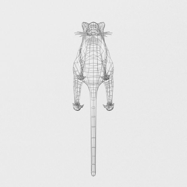 Opossum Low-poly 3D model_5