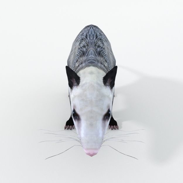 Opossum Low-poly 3D model_2