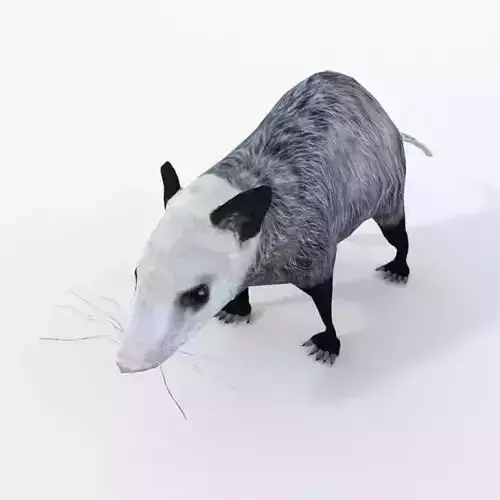 Opossum Low-poly 3D model