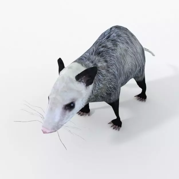 Opossum Low-poly 3D model_0