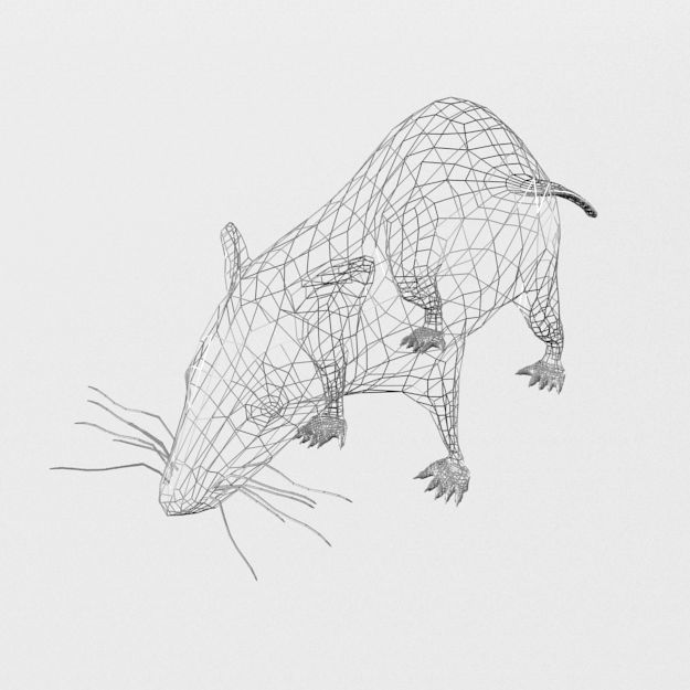 Opossum Low-poly 3D model_4