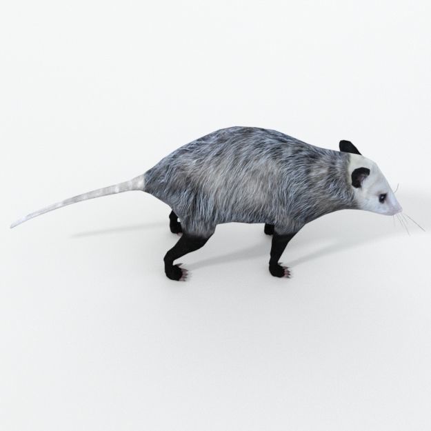 Opossum Low-poly 3D model_3