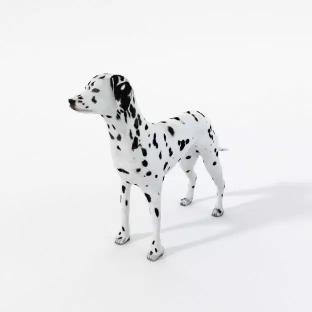 Dalmatian dog Low-poly 3D model_0