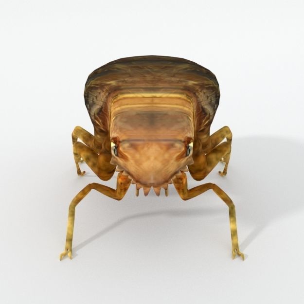 Flea Animal Low-poly 3D model_2