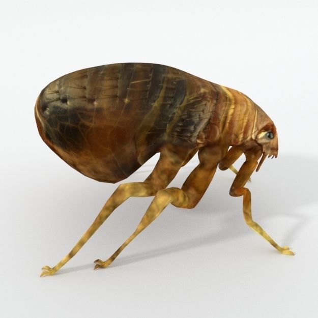 Flea Animal Low-poly 3D model_3